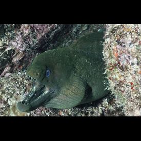 パナミックグリーンモレイ Gymnothorax Castaneus 魚図鑑 南国 Diving World