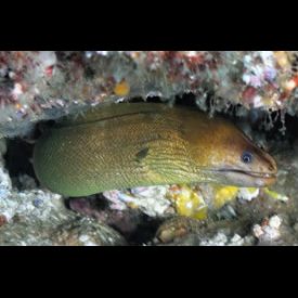 イエローモレイ Gymnothorax Prasinus 魚図鑑 南国 Diving World