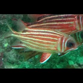 イットウダイ科） アヤメエビス Sargocentron rubrum （18〜20cm） １匹 - 熱帯魚、アクアリウム用品