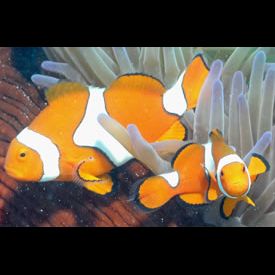 クラウンアネモネフィッシュ(Amphiprion percula) 魚図鑑 - 南国 Diving World