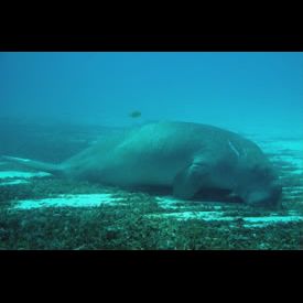 ジュゴン(Dugong dugon) 海の生物図鑑 - 南国 Diving World